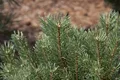 Produktbild: Pflanzen für Dich Konifere Pinus sylvestris, 1 St., Waldkiefer, Föhre, Gemeine Kiefer, orange Rinde, windresistent