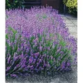 Produktbild: BALDUR Garten 3x Blauer Lavendel Duftlavendel, Pflanzen mit 9x9 cm-Topfballen, Lavandula intermedia 'Grosso' , Lavendel Provence, winterharte Staud...