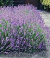 Produktbild: BALDUR Garten 3x Blauer Lavendel Duftlavendel, Pflanzen mit 9x9 cm-Topfballen, Lavandula intermedia 'Grosso', Lavendel Provence, winterharte Staude, trockenresistent, mehrjährig, bienenfreundlich