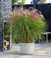 Produktbild: BALDUR Garten 1x Miscanthus Red Cloud®, Pflanze im 12 cm-Topf, Chinaschilf, Ziergras, winterhart bis -23 °C, winterharte mehrjährige Staude, pflegeleicht, blühend, Miscanthus sinensis