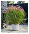 Produktbild: BALDUR Garten 1x Miscanthus Red Cloud®, Pflanze im 12 cm-Topf, Chinaschilf, Ziergras, winterhart bis -23 °C, winterharte mehrjährige Staude, pflegeleicht, blühend, Miscanthus sinensis