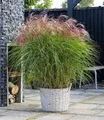 Produktbild: BALDUR Garten Gräser Miscanthus 'Red Cloud®', 1 St., Reichblühend, winterhart, mehrjährig, pflegeleicht