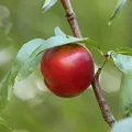 Produktbild: Nektarinenbaum Fantasia Nektarine 110-140 cm Buschbaum Obstbaum für den Garten