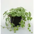 Produktbild: Gundelrebe Variegata - Glechoma hederacea