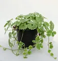 Produktbild: Gundelrebe Variegata - Glechoma hederacea - lebende Gartenpflanze aus den Baumschulen