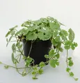 Produktbild: Gundelrebe Variegata - Glechoma hederacea