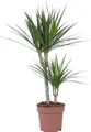 Produktbild: Drachenbaum - Dracaena marginata - Höhe 70-80cm - 17cm