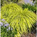 Produktbild: Japanisches Berggras All Gold - Hakonechloa macra