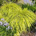 Produktbild: Japanisches Berggras All Gold - Hakonechloa macra - lebende Gartenpflanze aus den Baumschulen