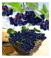 Produktbild: Vitaminbeere Apfelbeere 'Aronia Viking', 1 Pflanze Aronia melanocarpa