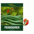Produktbild: Prunkbohnen Preisgewinner Samen - Phaseolus coccineus - Bohnensamen Gemüsesamen
