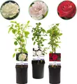 Produktbild: GreenboutiQ - Kletterrose - Rosa Tricolour - Blumen Rosa Weiß Rot - Geringer Pflegeaufwand - 3 Pflanzen - Topf 11cm Höhe 40cm