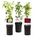 Produktbild: GreenboutiQ - Kletterrose - Rosa Tricolour - Blumen Rosa Weiß Rot - Geringer Pflegeaufwand - 3 Pflanzen - Topf 11cm Höhe 40cm
