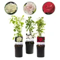 Produktbild: Kletterrose Rosa Tricolour Blumen Rosa Weiß Rot Geringer ⌀11cm ↕40cm