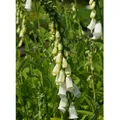 Produktbild: Blumixx Stauden Digitalis purpurea 'Alba' - Garten-Fingerhut