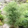 Produktbild: Schirmbambus 125-150cm - Fargesia murielae