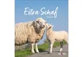 Produktbild: Tierkalender Extra Schaf Postkartenkalender 2026