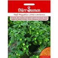 Produktbild: Dürr Samen Topf-Physalis Little Lanterns Saatgut