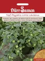 Produktbild: Dürr-Samen - Topf-Physalis Little Lanterns Saatgut
