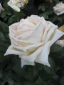 Produktbild: Rosa Madame Anisette ® - Edelrose Parfuma ®  Madame Anisette ® - Kordes Rose - A