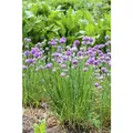 Produktbild: Allium schoenoprasum - Schnittlauch - 9cm Topf