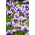 Produktbild: Allium schoenoprasum - Schnittlauch - 9cm Topf