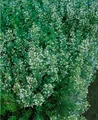 Produktbild: Pflanzen für Dich Staude Calamintha nepeta Blue Cloud, 1 St., Bergminze, Steinquendel