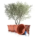 Produktbild: BigDean 6X Blumentopf mit Untersetzer rund ø50xH38 cm Terracotta - wetterfester Pflanzkübel - Wasserablauf UV-beständig aus bruchsicherem Kunststoff - Innen + Außen geeignet - Made in Europe