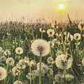 Produktbild: 20 Servietten Dandelion Clock Wiese Löwenzahn Sommer Abend Tischdeko 33x33