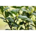 Produktbild: Ilex crenata 'Dark Green' -R- 25-30 cm