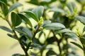 Produktbild: Ilex crenata 'Dark Green', Japanische Stechpalme, 25–30 cm
