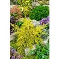 Produktbild: Juniperus Chinensis Goldstar Chinesischer Wacholder Goldgelb 15–20 cm