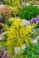 Produktbild: Pflanzen für Dich Konifere Juniperus chinensis Goldstar, 1 St., Chinesischer Wacholder, Goldstar-Wacholder, goldgelb, kompaktwachsend