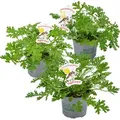 Produktbild: Bloomique - 3er Set - Pelargonium Graveolens - Zitronengeranie - Geranien Pflanzen - Anti Mücken - Herrlich Duftend - Höhe 15-25 cm - Topf 12 cm