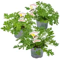 Produktbild: Bloomique - 3er Set - Pelargonium Graveolens - Zitronengeranie - Geranien Pflanzen - Anti Mücken - Herrlich Duftend - Höhe 15-25 cm - Topf 12 cm