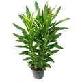 Produktbild: Exotenherz Cordyline Fruticosa Keulenlilie Grün im 19cm Topf