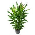Produktbild: Cordyline fruticosa, Keulenlilie, grün im 19cm Topf