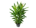 Produktbild: Exotenherz Zimmerpflanze Cordyline fruticosa, Keulenlilie, grün im 19cm Topf
