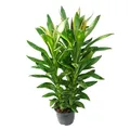 Produktbild: Exotenherz Cordyline fruticosa, Keulenlilie, grün im 19cm Topf
