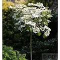 Produktbild: Hochstamm Gefüllter Schneeball Watanabe 80-100cm - Viburnum plicatum