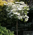 Produktbild: Hochstamm Gefüllter Schneeball Watanabe 80-100cm - Viburnum plicatum