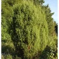 Produktbild: Gemeiner Wacholder 40-60cm - Juniperus communis