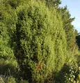 Produktbild: Gemeiner Wacholder 40-60cm - Juniperus communis - lebende Gartenpflanze aus den Baumschulen
