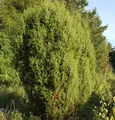 Produktbild: Gemeiner Wacholder 40-60cm - Juniperus communis