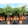 Produktbild: XXL Palme winterhart 140 - 160 cm Trachycarpus fortunei, Hanfpalme,
