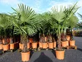 Produktbild: gruenwaren jakubik XXL Palme winterhart 140-160 cm Trachycarpus fortunei, Hanfpalme, Top-Qualität