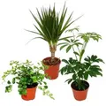 Produktbild: Exotenherz Zimmerpflanzen Set mit 3 Pflanzen Typ 2 9cm