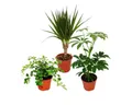 Produktbild: Exotenherz Zimmerpflanze Zimmerpflanzen Set mit 3 Pflanzen - Typ 2 - 9cm
