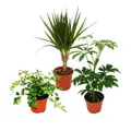 Produktbild: Exotenherz - Zimmerpflanzen Set mit 3 Pflanzen - Typ 2 - 9cm Topf