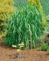 Produktbild: Pflanzen für Dich Gräser Miscanthus giganteus Aksel Olsen, 1 St., Riesen-Chinaschilf, Elefantengras, hochwachsend, winterhart